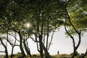 Read more about the article Using the $lookup Stage in MongoDB’s Aggregation Framework